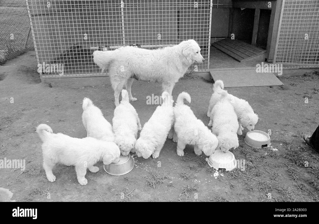 Piccoli cuccioli di Kuvasz durante il periodo di alimentazione. Le foto sono state scattate da un coltivatore di questa razza. Foto Stock