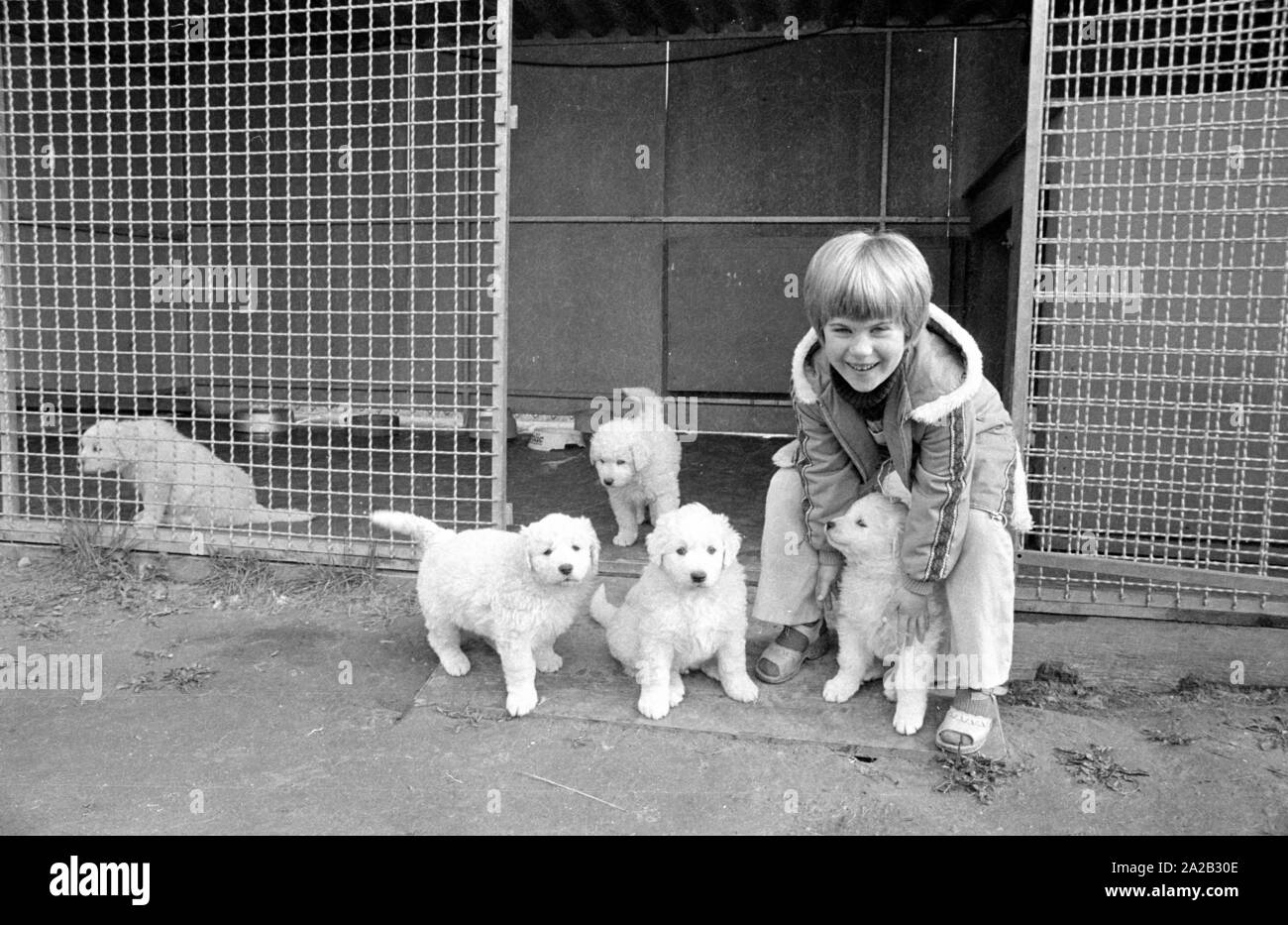 Poco Kuvasz cuccioli di fronte al loro allevamento con un ragazzo. Le foto sono state scattate da un coltivatore di questa razza canina. Foto Stock