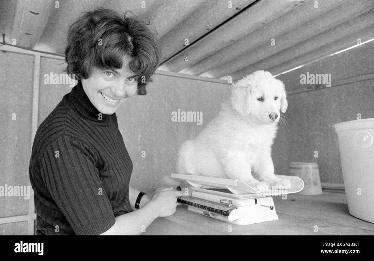 Piccolo cucciolo Kuvasz viene pesato. Le foto sono state scattate da un coltivatore di questa razza. Foto Stock Piccolo cucciolo Kuvasz viene pesato. Le foto sono state scattate da un coltivatore di questa razza. Foto Stock