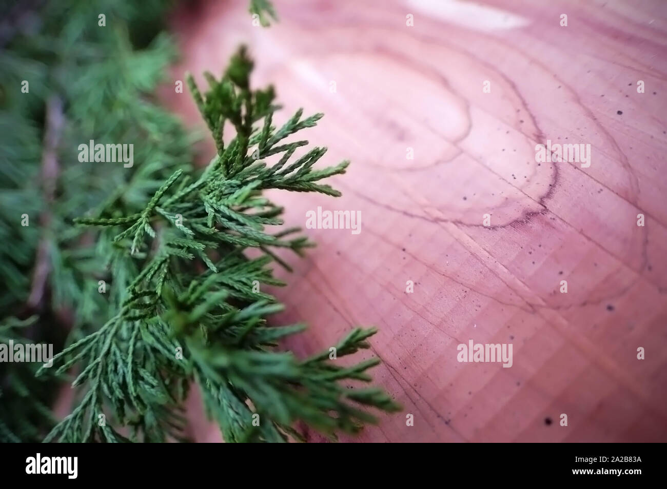 Closeup colpo di un rosso orientale albero di cedro. Foto Stock