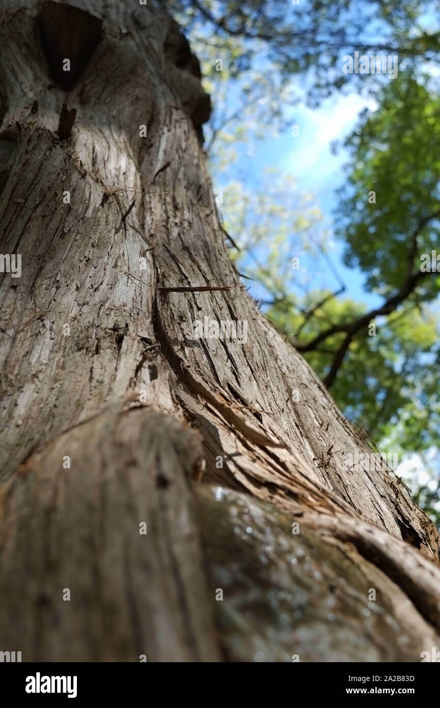 Closeup colpo di un rosso orientale albero di cedro. Foto Stock