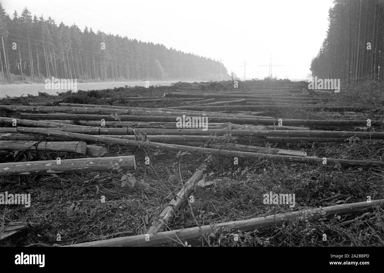 Abbattuto tronchi di alberi in una foresta in zona. Una vasta fascia è stata tagliata nella foresta, eventualmente per una linea di alimentazione. Foto Stock