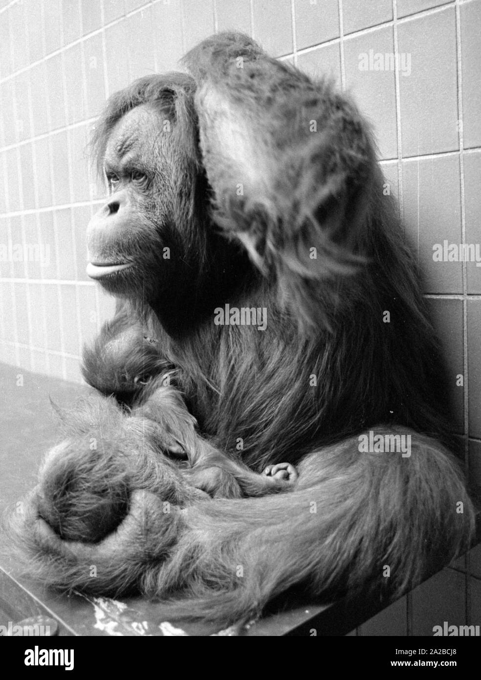 Orangutan femmina con prole allo zoo. Foto Stock