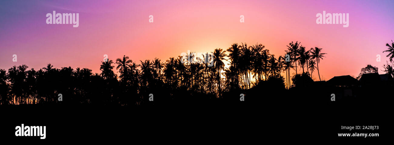 Vivace alba sulle palme su una costa tropicale Foto Stock