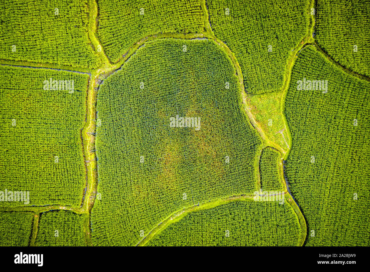 Vista aerea guardando dritto verso il basso sulla tropical terrazze di riso a Bali Foto Stock