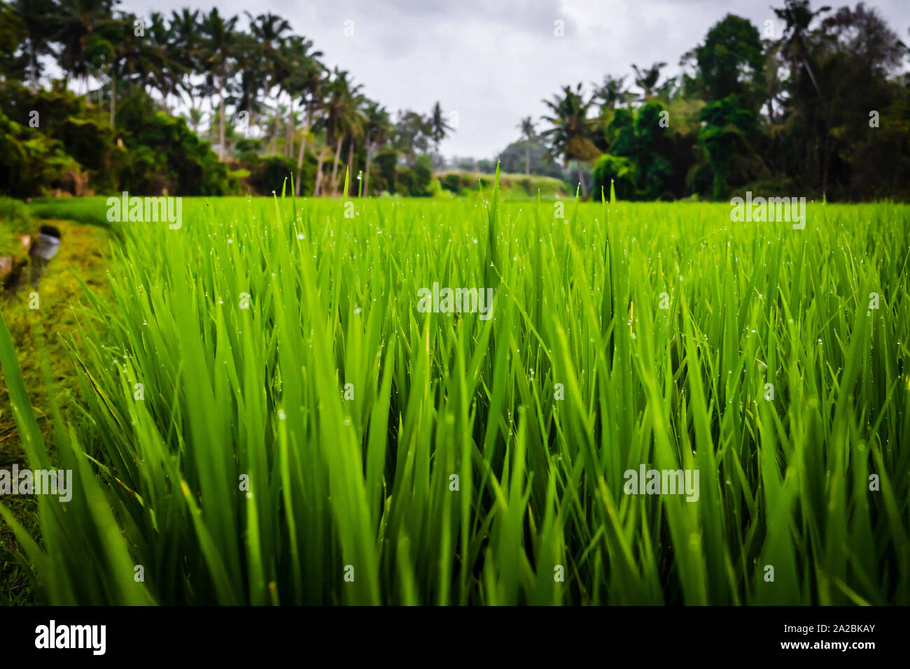 Close up di prodotti freschi raccolti di riso in una terrazza di riso a Bali Foto Stock