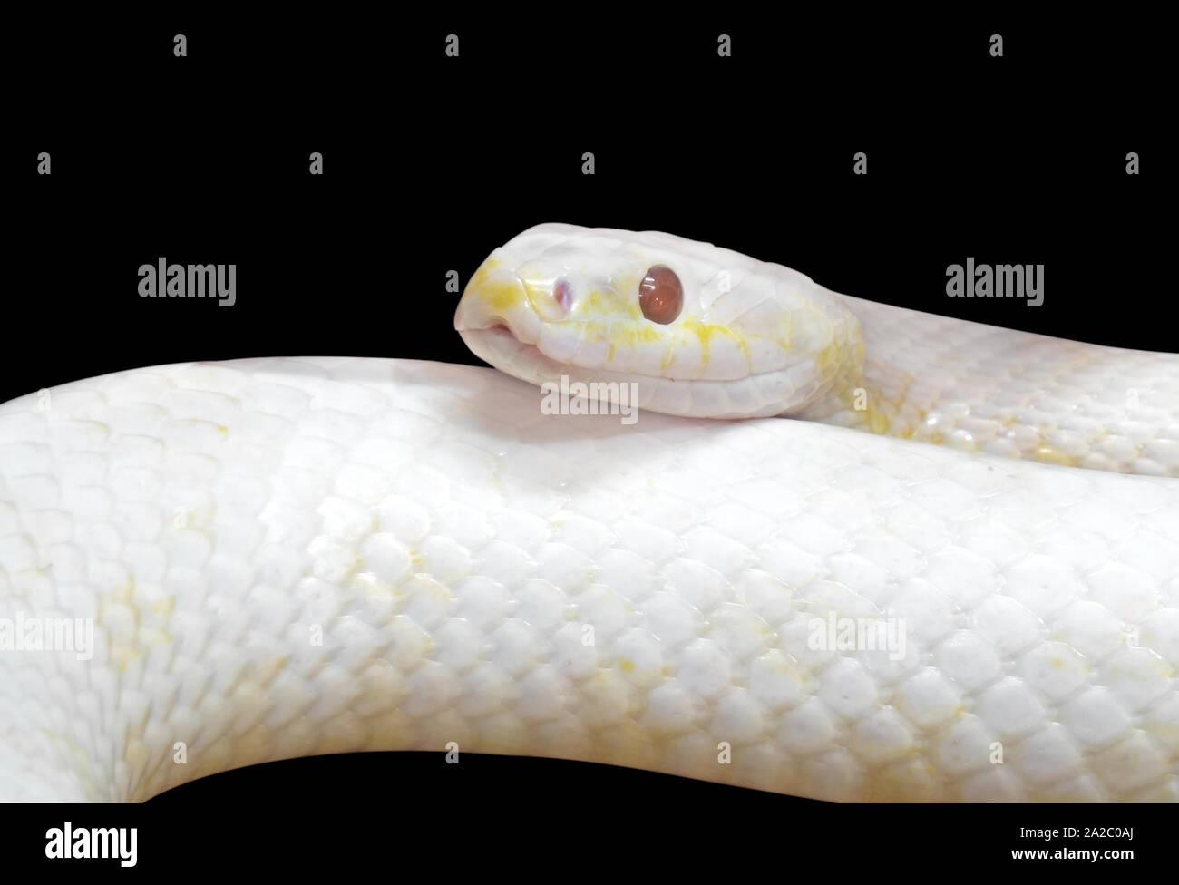 Closeup Albino nero serpente di ratto isolati avvolto a spirale su sfondo nero con tracciato di ritaglio Foto Stock