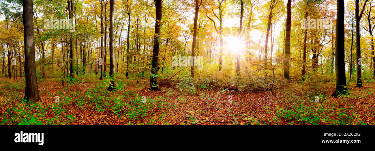 Panorama di una foresta autunnale con un luminoso sole che splende attraverso gli alberi Foto Stock