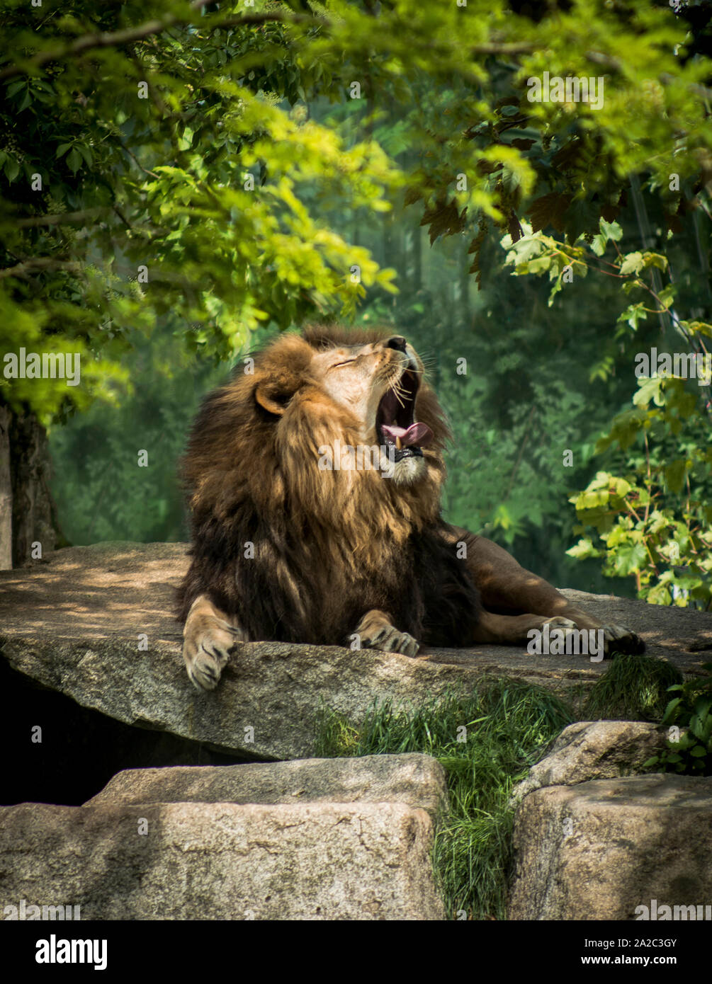 Lion sul loro trono Foto Stock