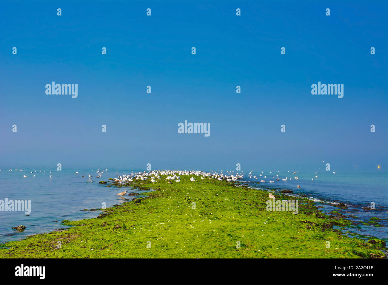 Diga sul mare, coperto in luminoso verde Alghe con il bianco hering gabbiani raccolta sul giorno di estate ront inf di cielo blu Foto Stock