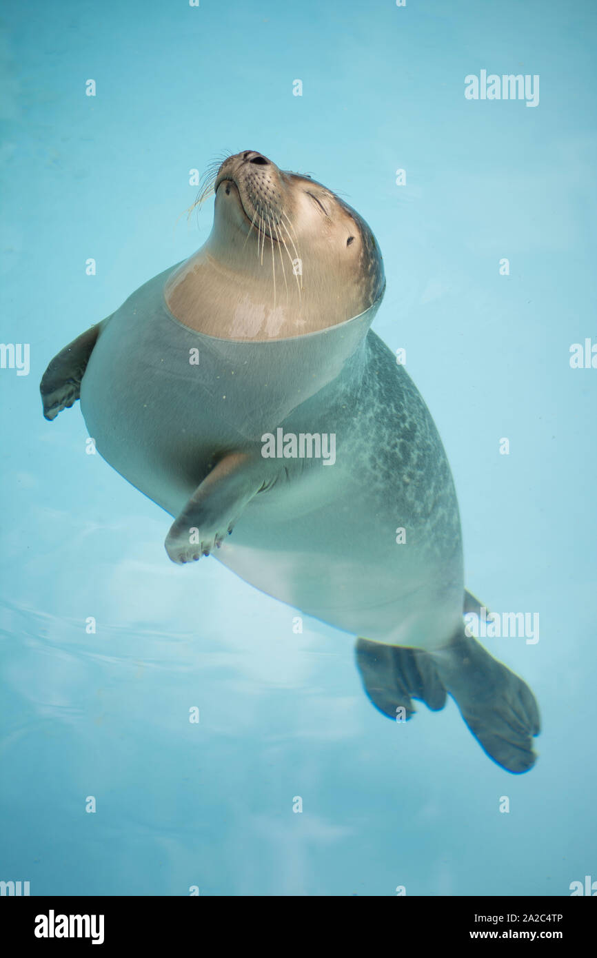 Guarnizione di tenuta in acqua, Sea Lion Foto Stock