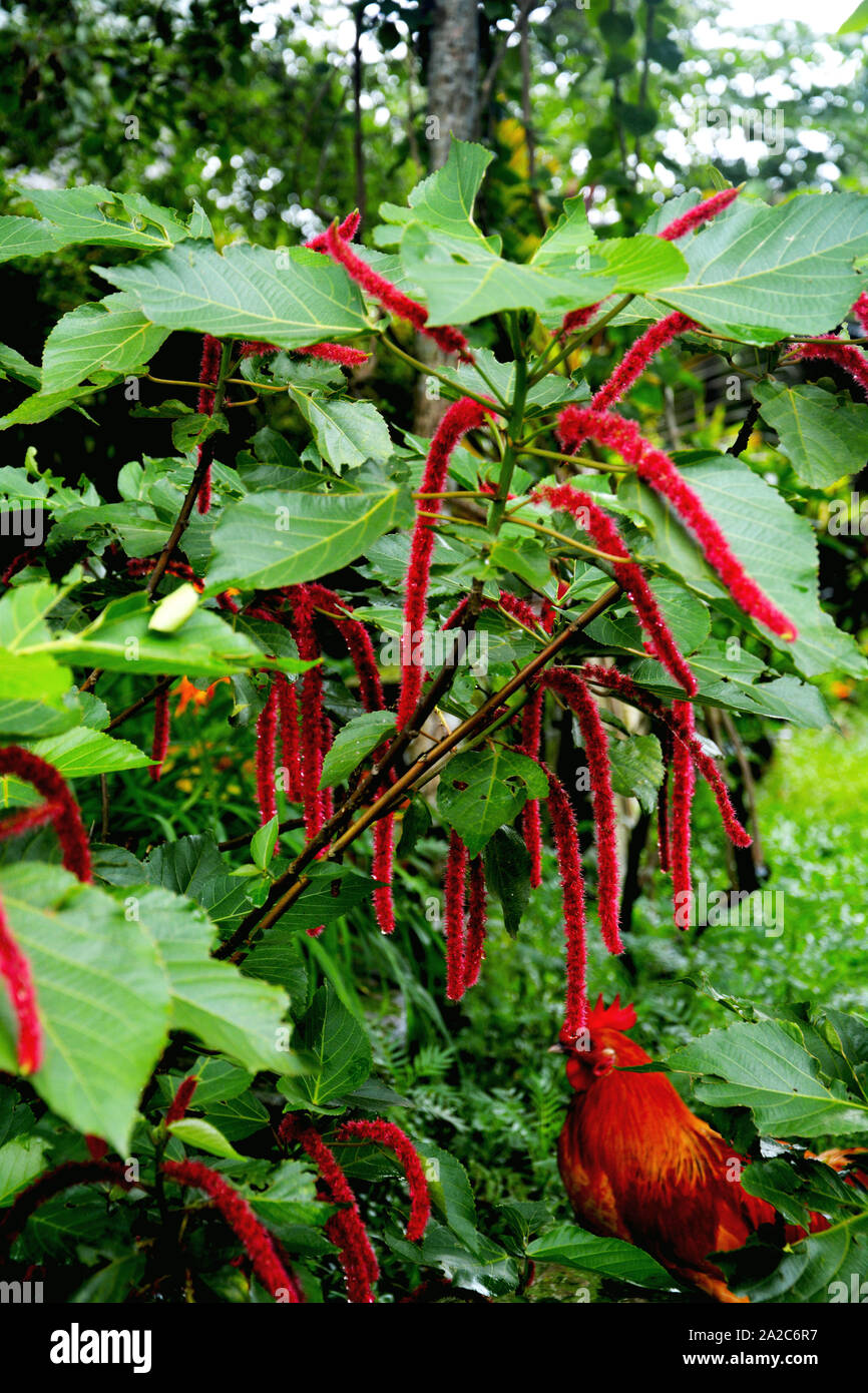 Close up Love-Lies-Spurgo, Amaranthus caudatus fioritura annuale impianto noto anche come pendente amaranto, fiocco fiore, fiore di velluto, amaranto coda di volpe Foto Stock