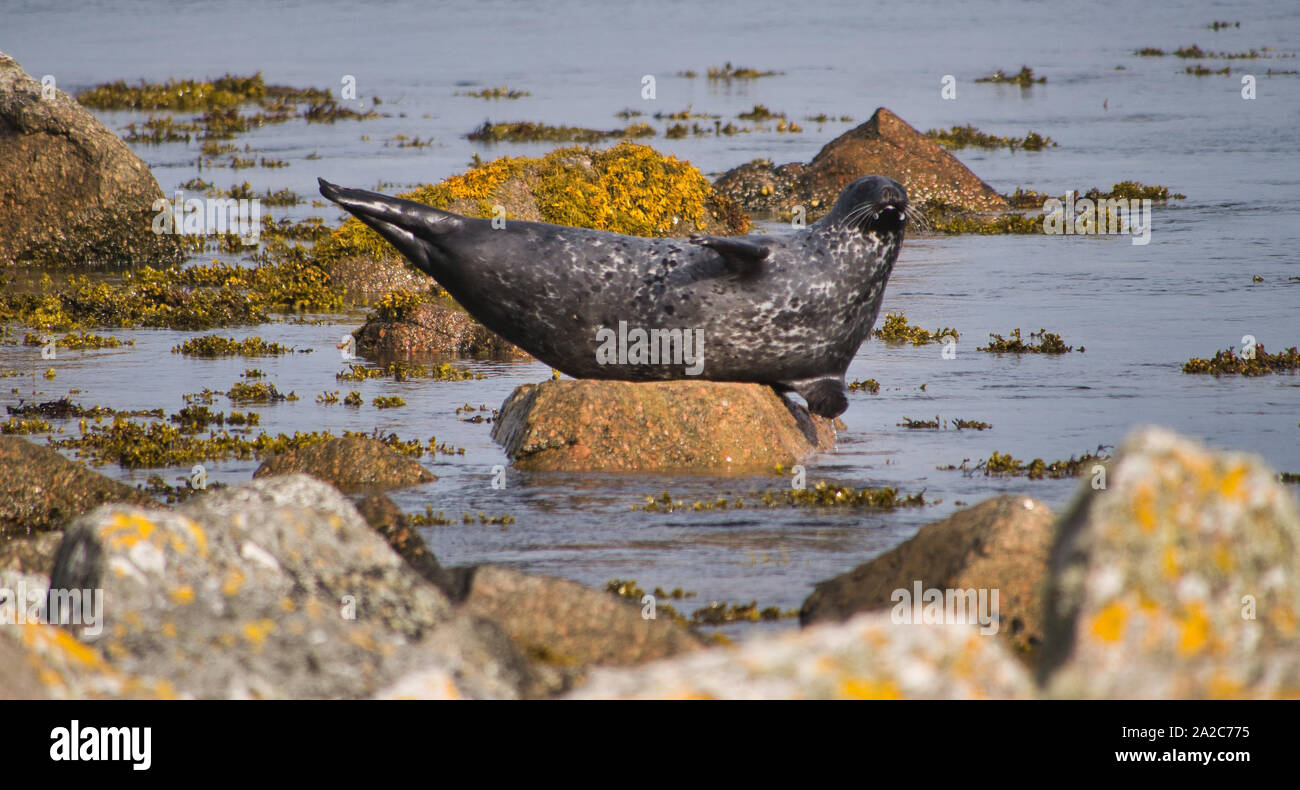 Grigio di una guarnizione di tenuta (halichoreus griseus) si rilassa su una roccia su un soleggiato e tranquillo giorno a Hamnavoe sulla costa occidentale delle Isole Shetland continentale, Scotland, Regno Unito. Foto Stock