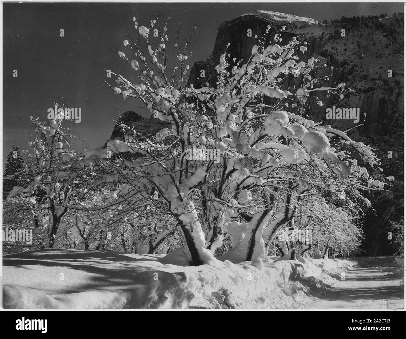Alberi con neve sui rami di fronte A Half Dome all'estremità orientale della Yosemite Valley nel Parco Nazionale di Yosemite, California, aprile 1933. Immagine Gentilmente Concessa Da National Archives. () Foto Stock
