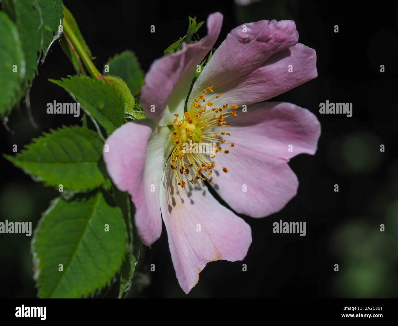 Primo piano di una bella Wild Rose fiore, Rosa canina Foto Stock