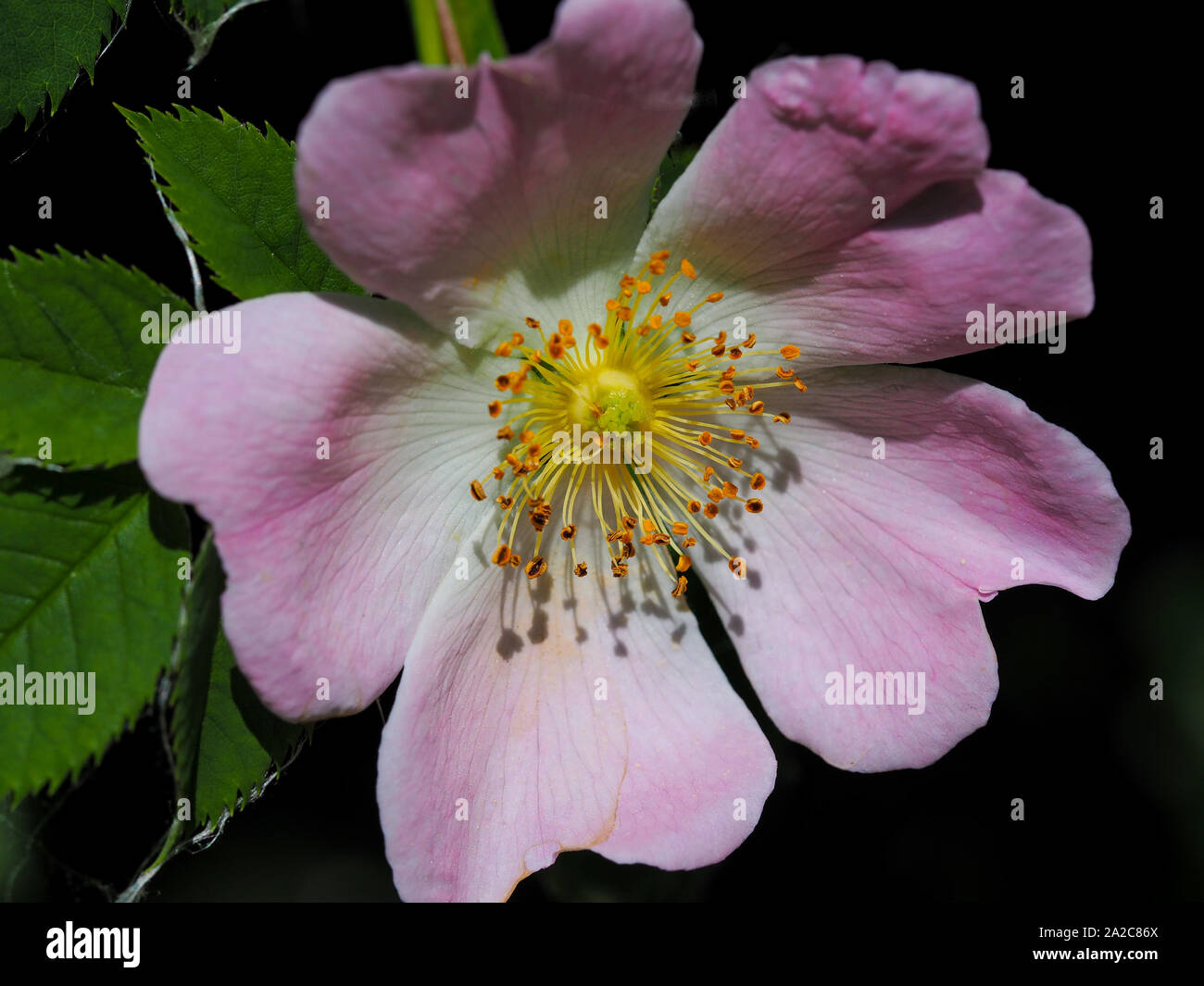 Primo piano di un bel colore rosa rosa canina Rosa canina, con uno sfondo scuro Foto Stock