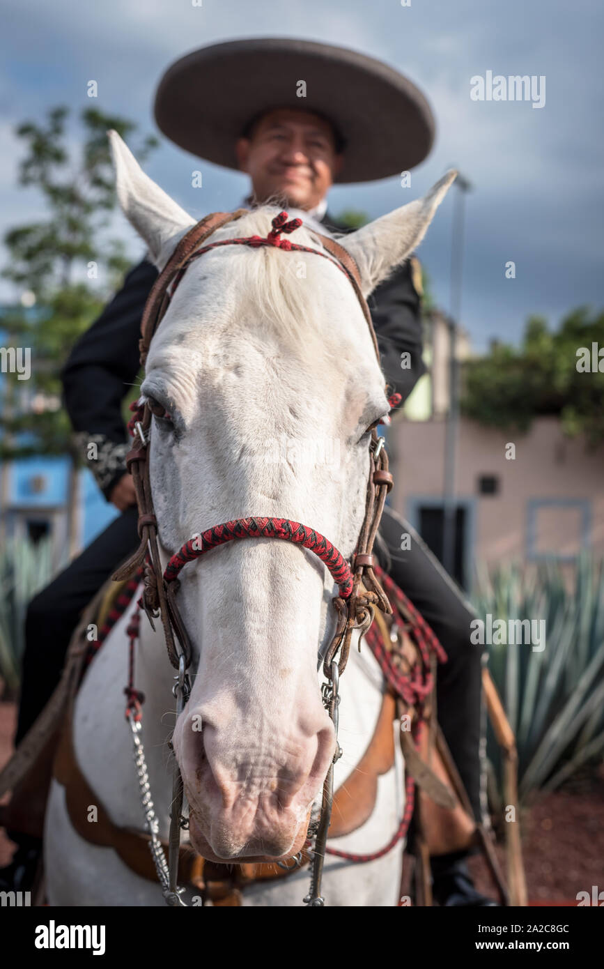 Luglio, 23, 2019: Un mariachi passeggiate a cavallo in Piazza Garibaldi, Ciudad de Mexico, Messico Foto Stock