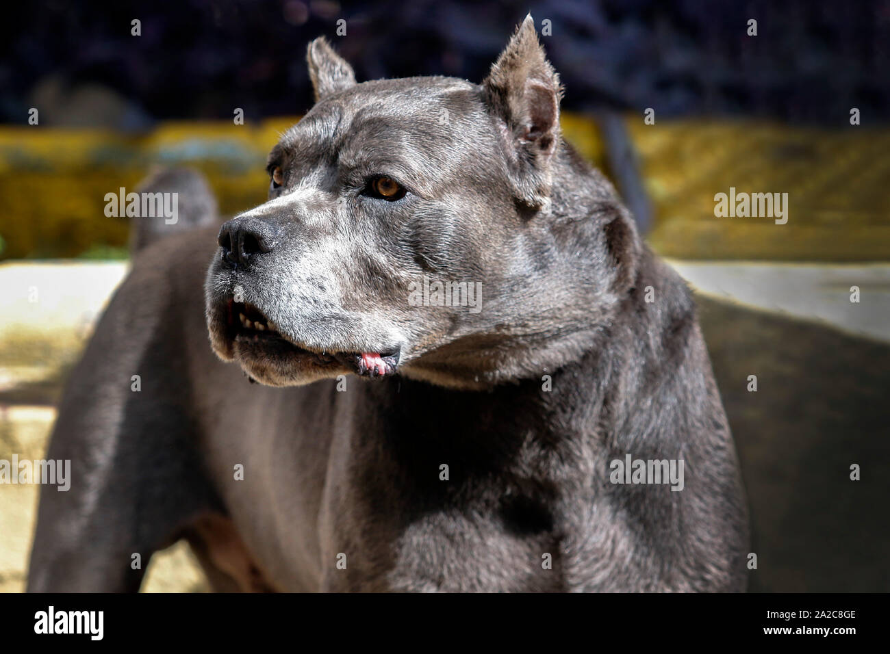 Il cane del Cane Corso gara di età adulta in altero pongono Foto Stock