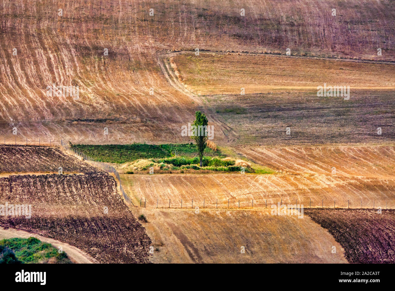 Albero in raccolte di un campo di grano in Shamakhi, Azerbaigian Foto Stock