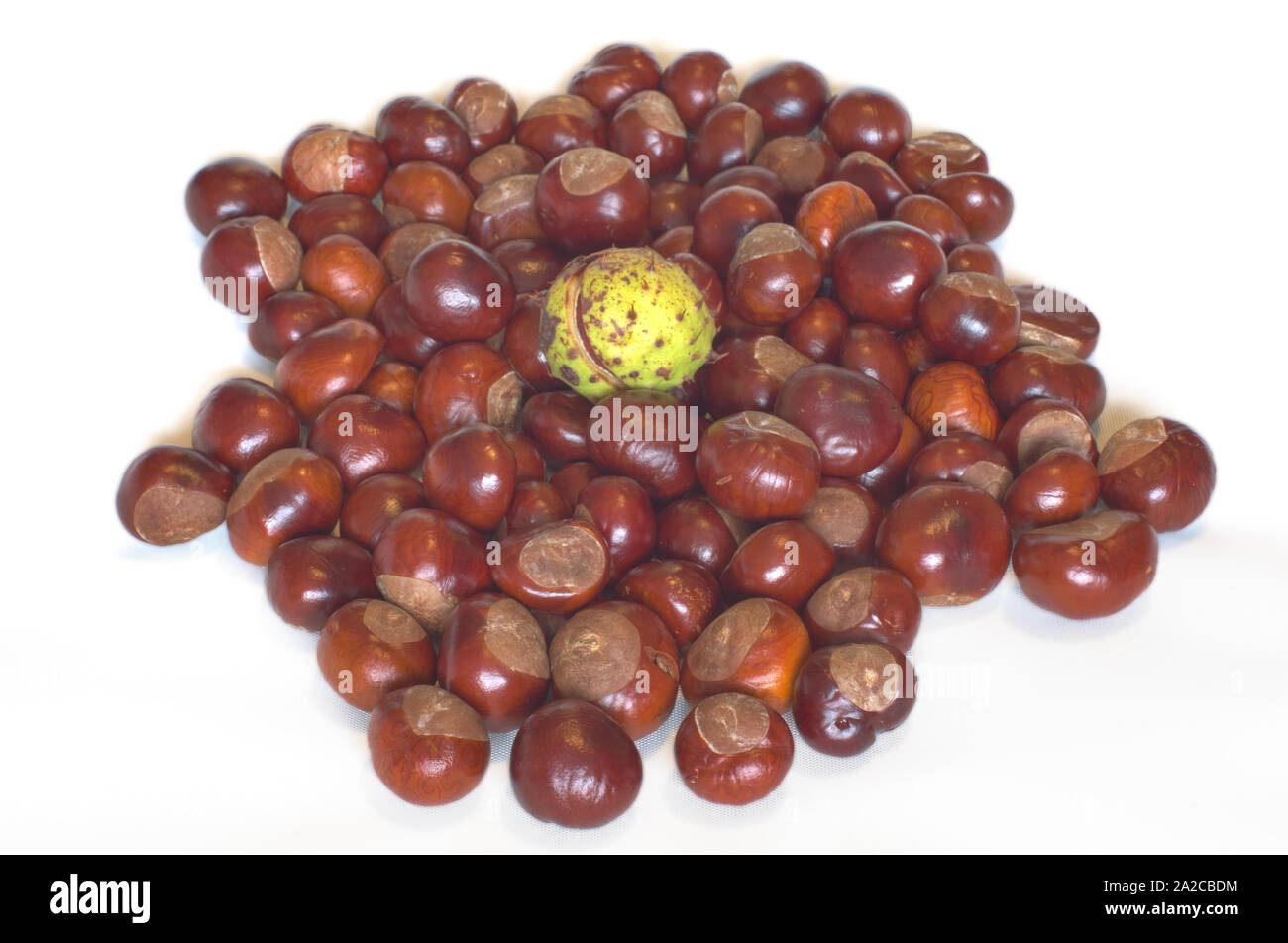 Conkers in una pila con sementi su sfondo bianco Foto Stock