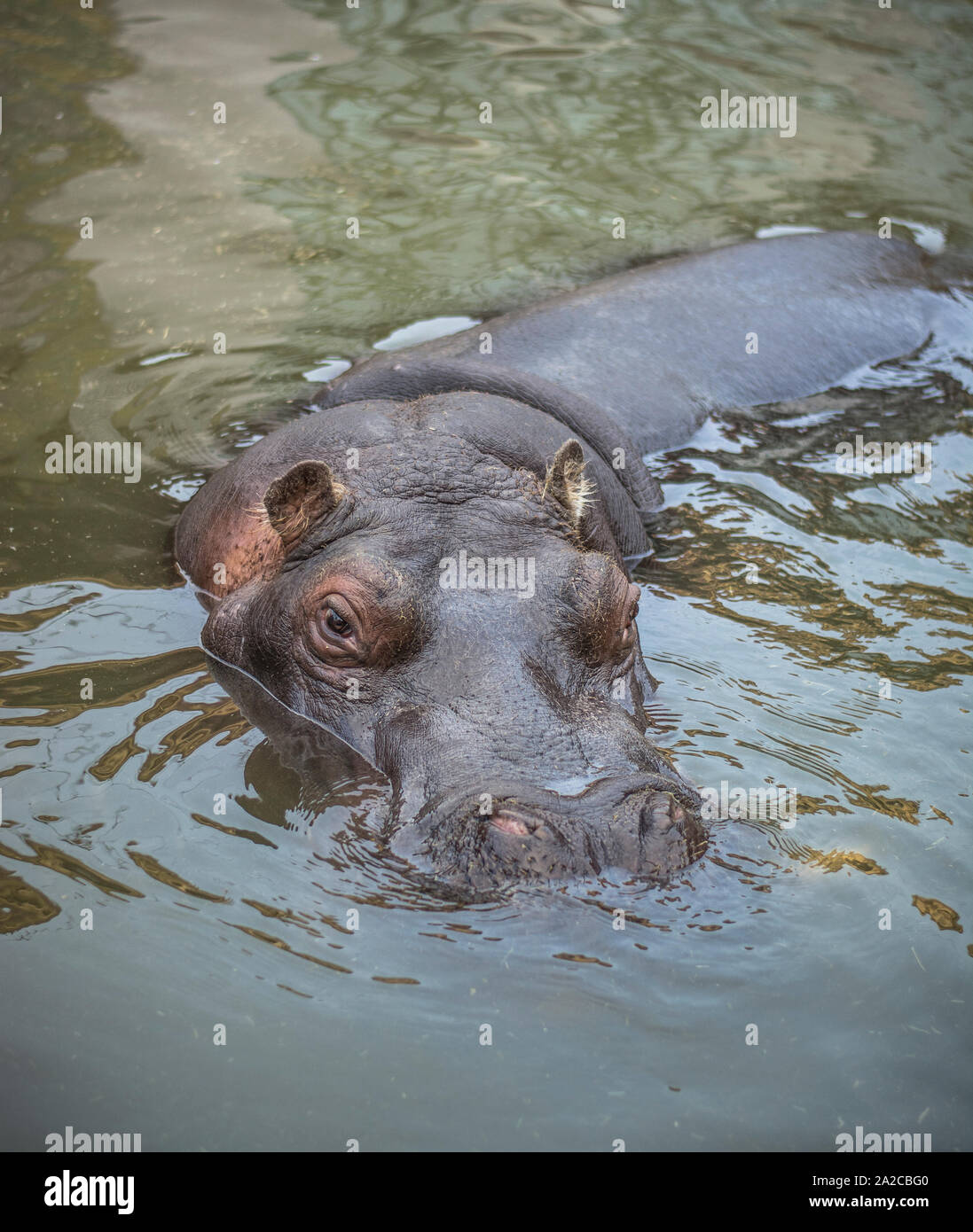 Ippopotamo in acqua in wild Foto Stock