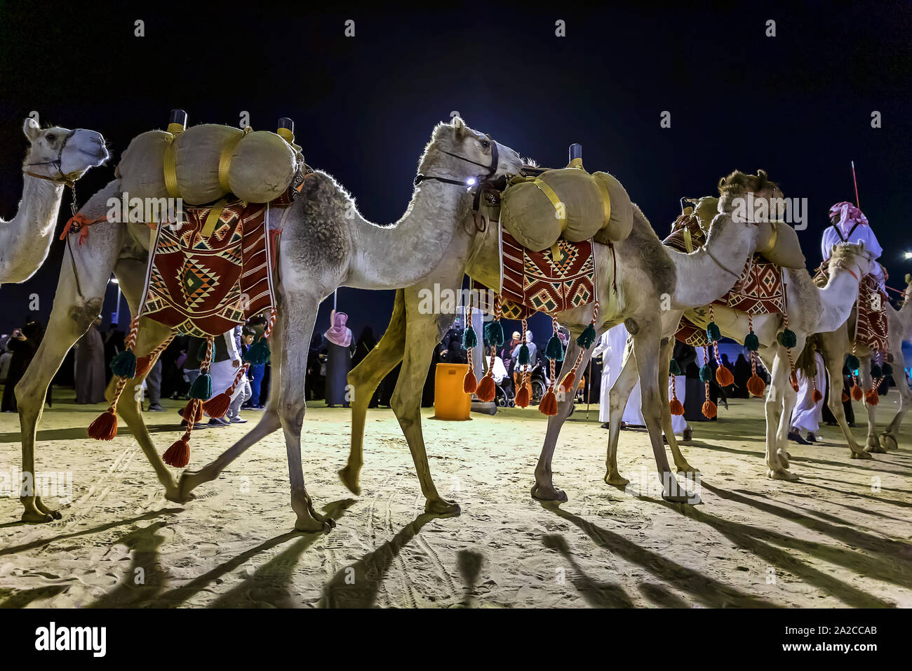 Safari nel Deserto corsa in cammello festival di Abqaiq Dammam in Arabia Saudita. Foto Stock
