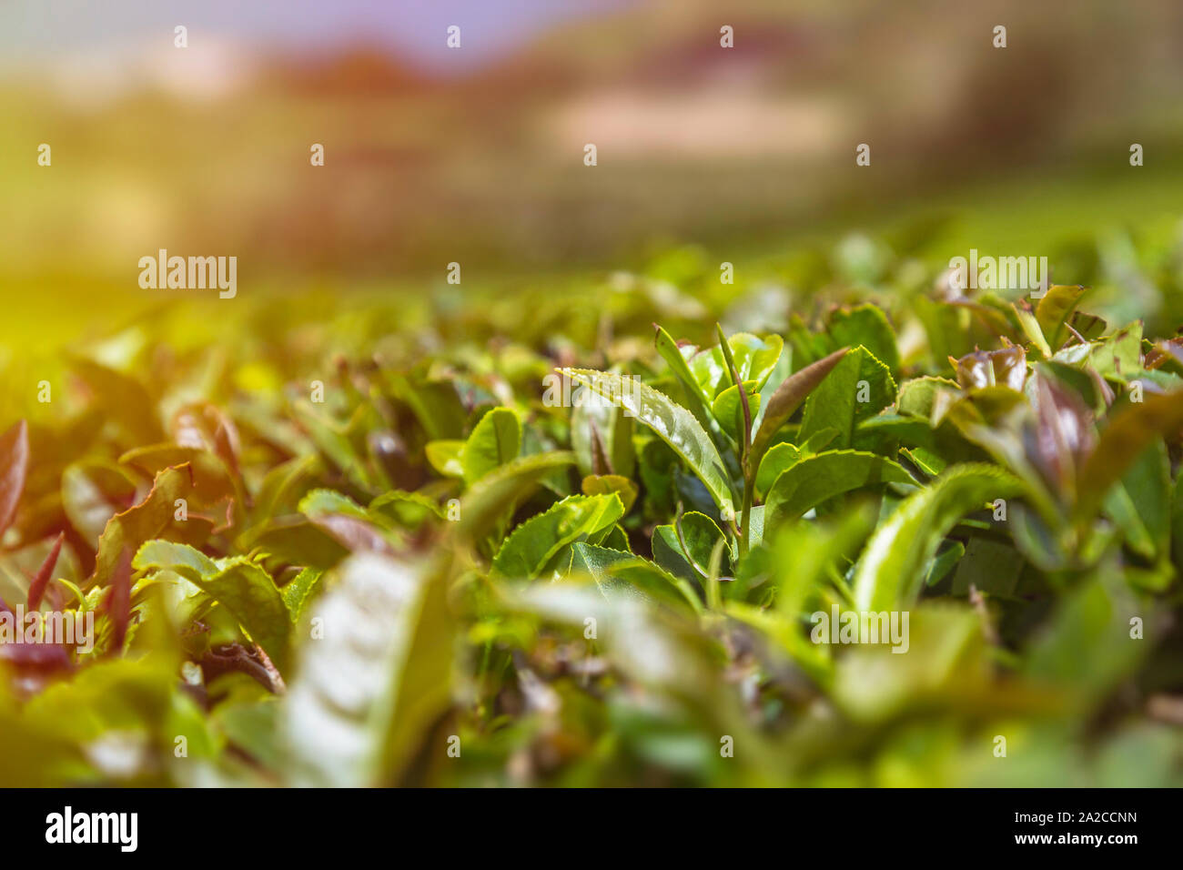 Primo piano di foglie di tè sulla crescita organica piantagione di tè in Sao Miguel, Azzorre, Portogallo. Profondità di campo, bokeh di fondo. Foto Stock