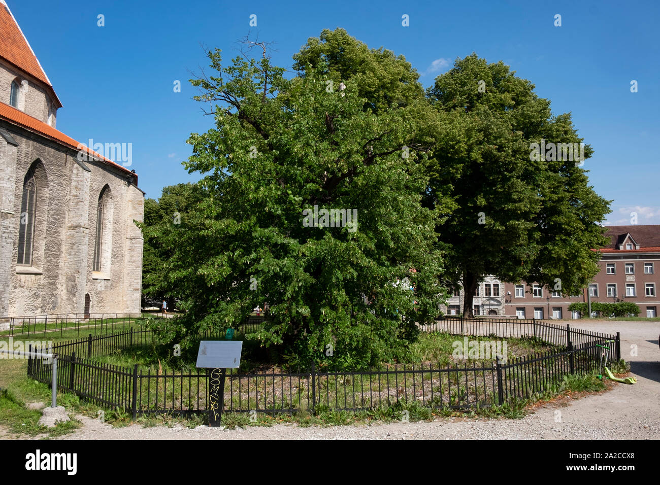 Kelch storici tigli accanto alla chiesa di San Nicola a Tallinn in Estonia Foto Stock