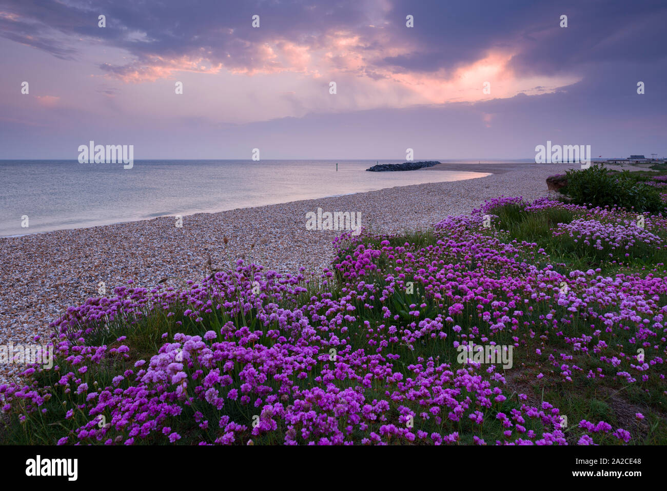 La parsimonia (Armeria maritima) crescente lungo la spiaggia in primavera a Selsey, West Sussex, in Inghilterra. Foto Stock
