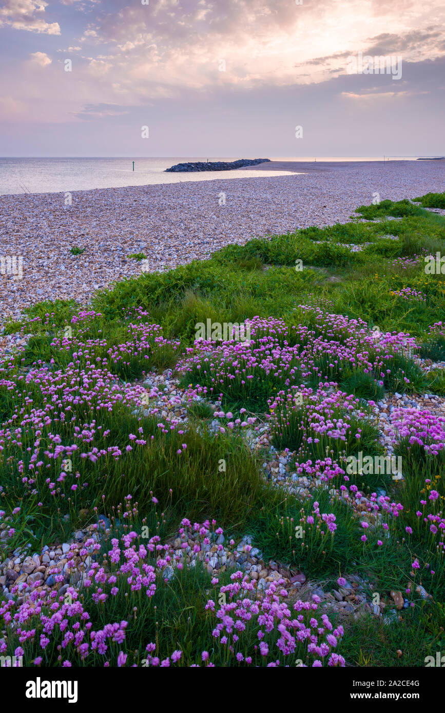 La parsimonia (Armeria maritima) crescente lungo la spiaggia in primavera a Selsey, West Sussex, in Inghilterra. Foto Stock