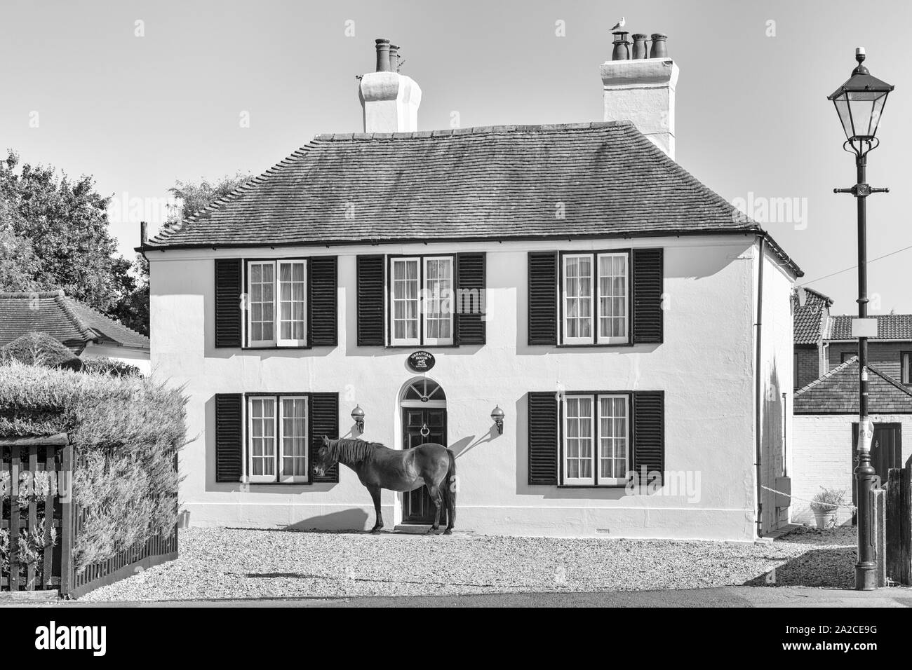 Chi guarda attraverso la finestra - cavallo che si trova fuori Greatham House a Brockenhurst, New Forest, Hampshire, Regno Unito in una calda giornata di sole a settembre Foto Stock
