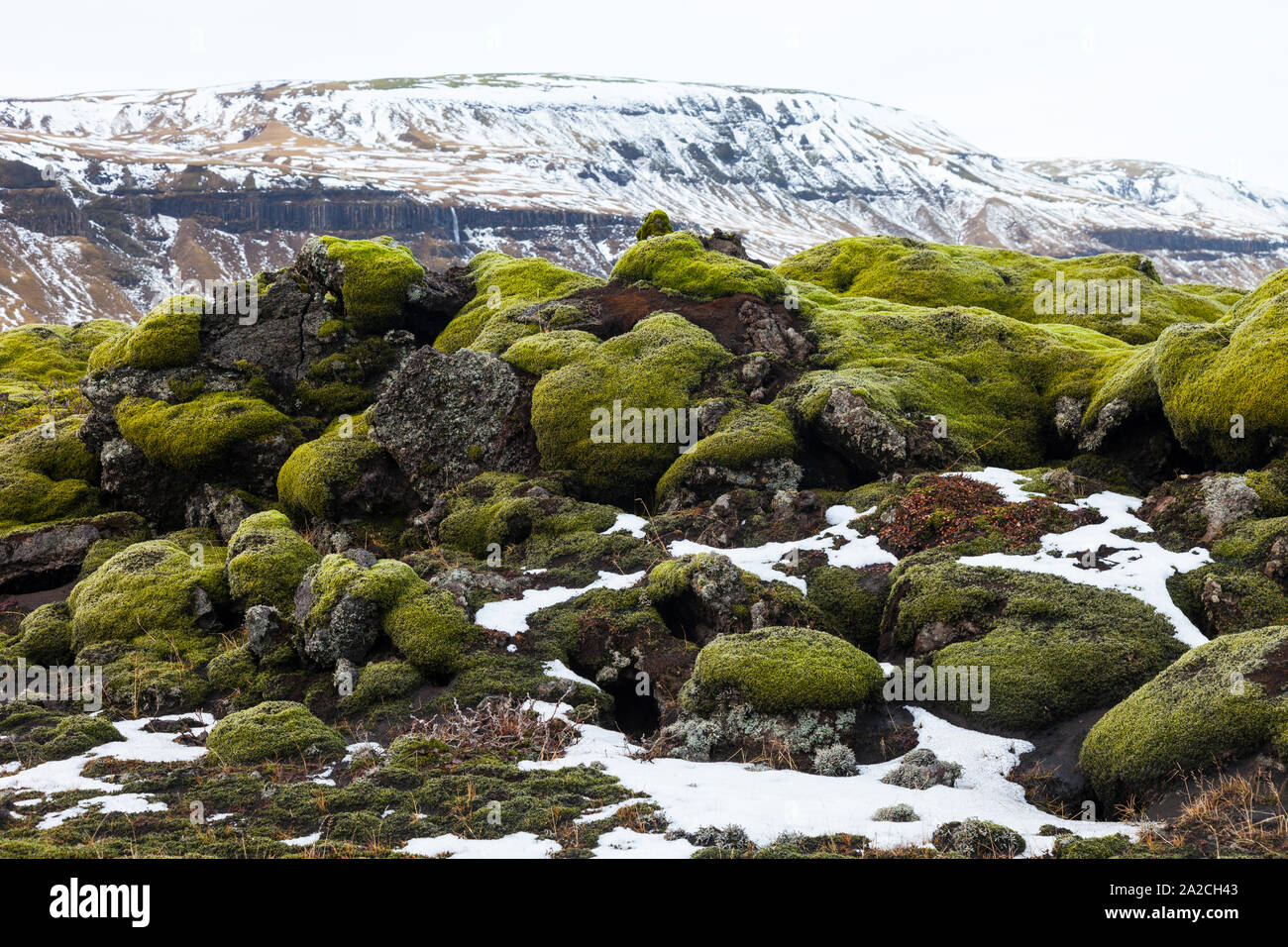 Moss su pietra lavica e Sud dell'Islanda, Islanda, Europa Foto Stock