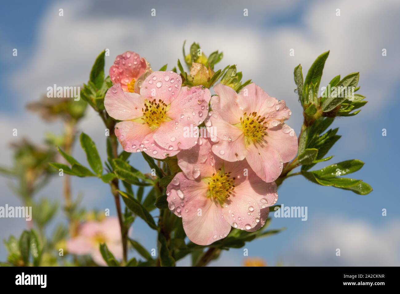 Arbusto del dito (Potentilla fruticosa), la principessa varietà, fiori di colore rosa con gocce d'acqua, Germania Foto Stock