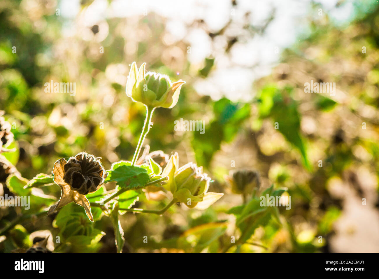 Frutta colorata di un ignoto strana pianta in una giornata di sole. Foto Stock