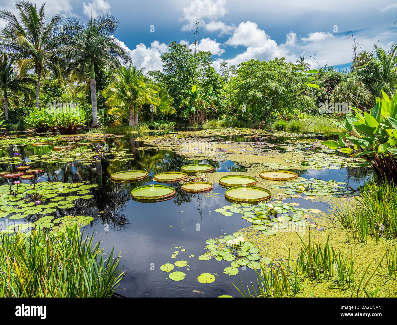 Napoli Orto Botanico di Napoli Florida negli Stati Uniti Foto Stock