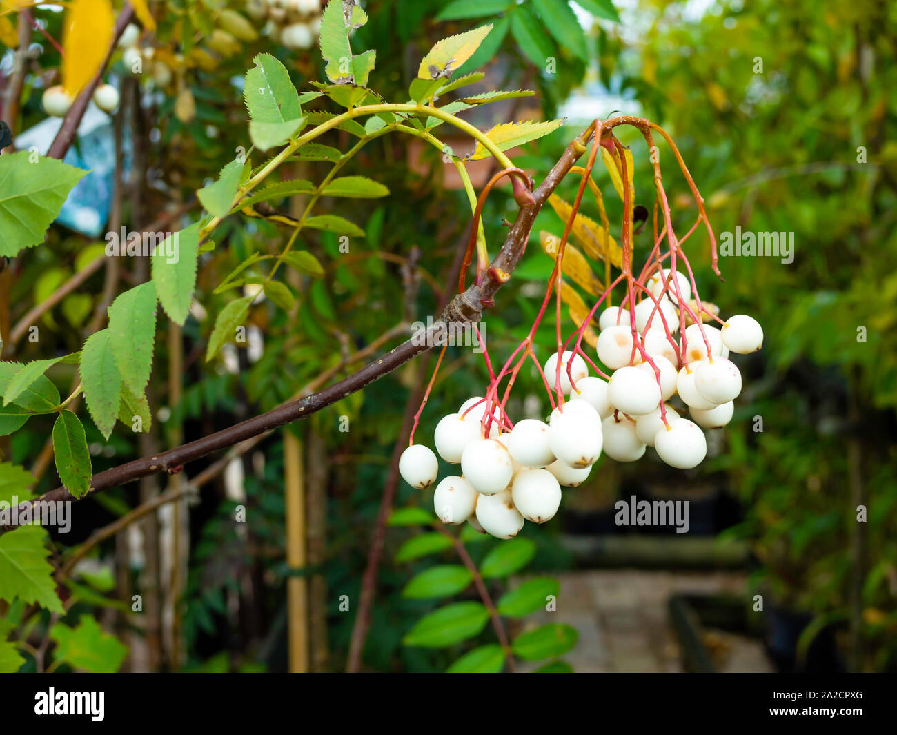 Dettaglio mostrante bacche bianche su un Kashmir Rowan tree o Sorbus cashmiriana per la vendita in un giardino inglese Centro Foto Stock