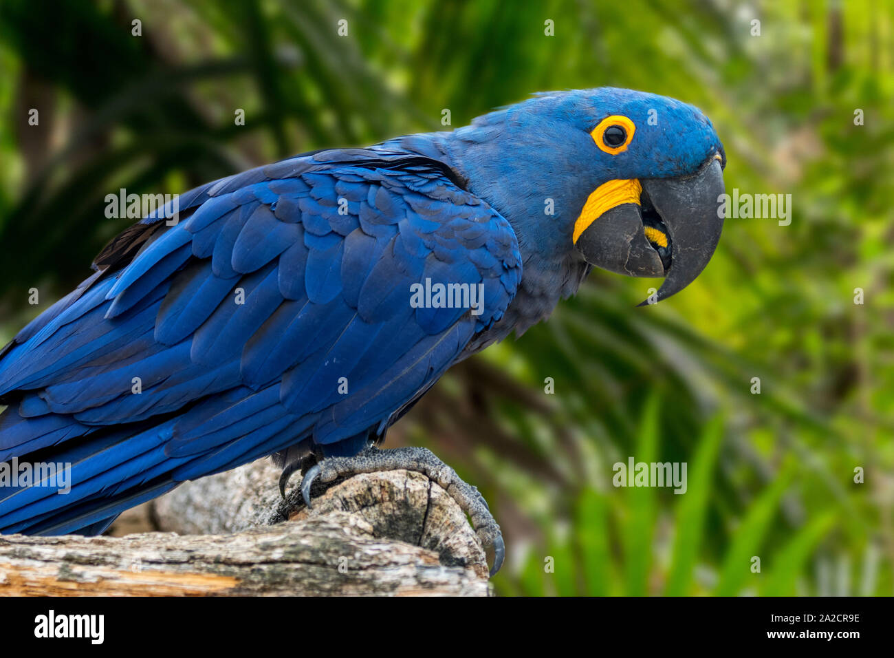 Ara Giacinto / hyacinthine macaw (Anodorhynchus hyacinthinus) parrot nativi a Centrale e Orientale del Sud America Foto Stock