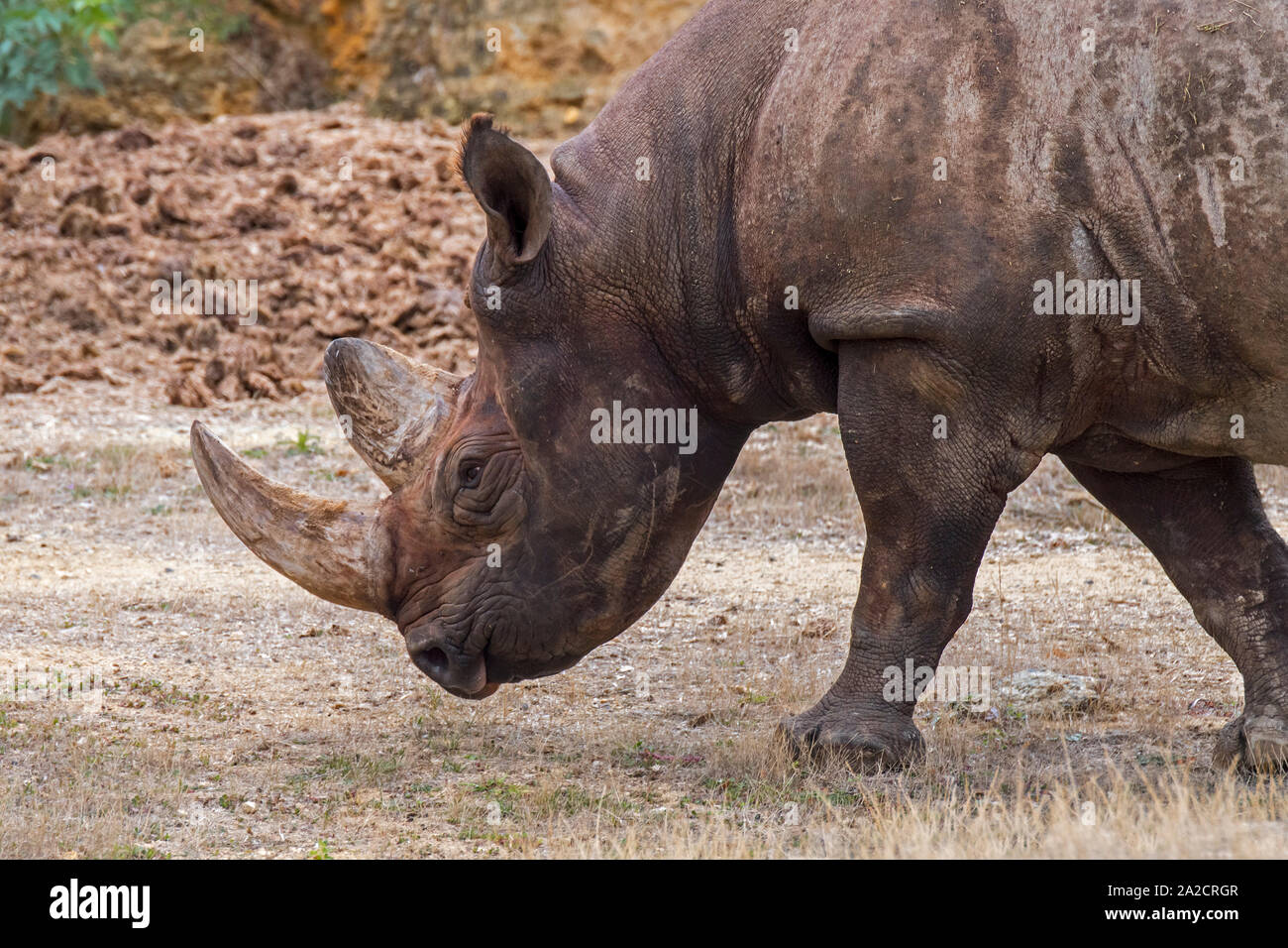 Rinoceronte nero / nero / rhino gancio a labbro rinoceronte (Diceros simum) close-up di testa e il clacson, nativo per l'Africa orientale e australe Foto Stock Rinoceronte nero / nero / rhino gancio a labbro rinoceronte (Diceros simum) close-up di testa e il clacson, nativo per l'Africa orientale e australe Foto Stock