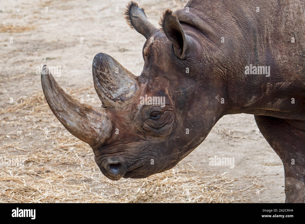 Rinoceronte nero / nero / rhino gancio a labbro rinoceronte (Diceros simum) close-up di testa e il clacson, nativo per l'Africa orientale e australe Foto Stock Rinoceronte nero / nero / rhino gancio a labbro rinoceronte (Diceros simum) close-up di testa e il clacson, nativo per l'Africa orientale e australe Foto Stock