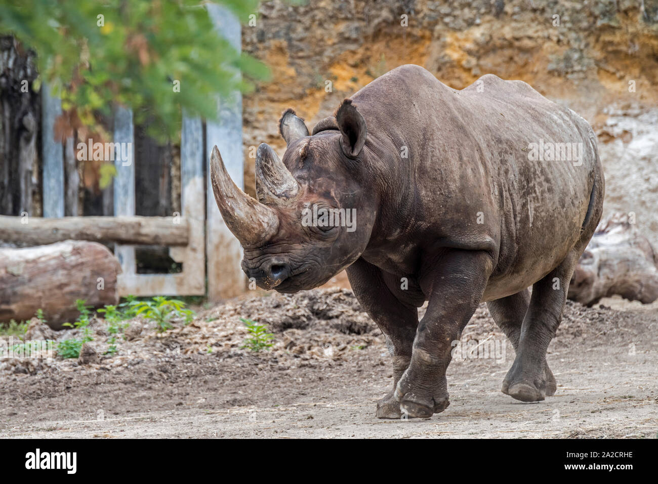Rinoceronte nero / nero / rhino gancio a labbro rinoceronte (Diceros simum) in zoo, nativo per l'Africa orientale e australe Foto Stock Rinoceronte nero / nero / rhino gancio a labbro rinoceronte (Diceros simum) in zoo, nativo per l'Africa orientale e australe Foto Stock
