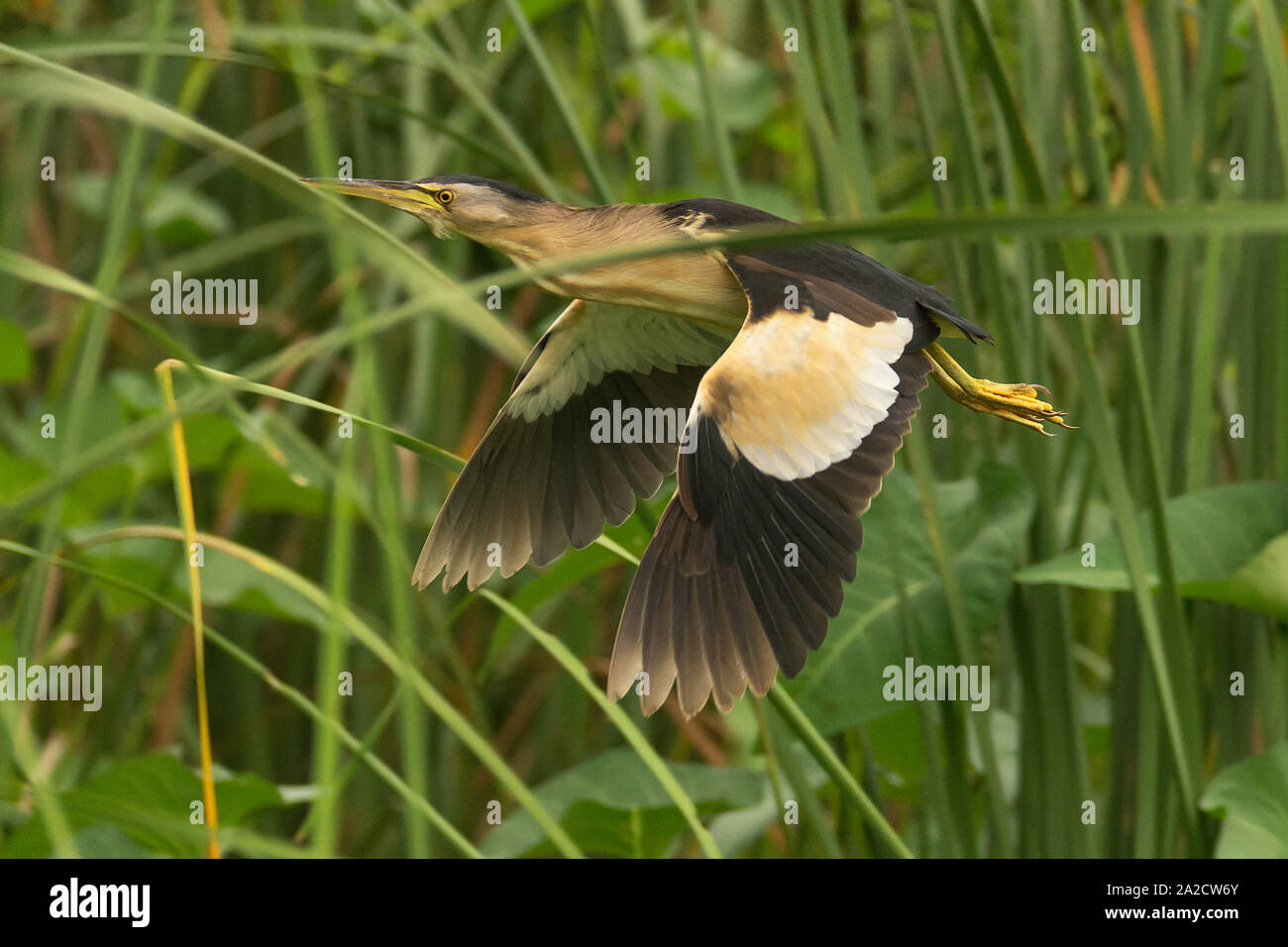 Un maschio piccolo bittero (Ixobrychus minutus) vicino al santuario degli uccelli di Nal-sarovar Gujarat, India Foto Stock