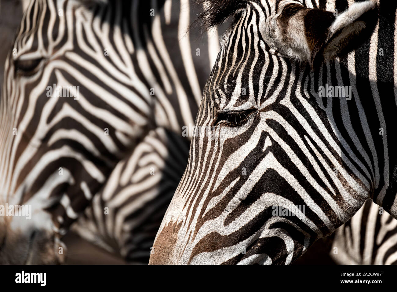 Ritratto di una zebra, un altro sullo sfondo sfocato Foto Stock