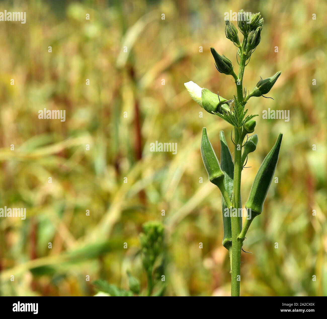 Dita della donna, Finger della donna, Okras del ladyfinger sulle piante di okra; okra o okro (dito delle Signore) conosciuto in molti paesi come dita delle Signore o ocro. Foto Stock