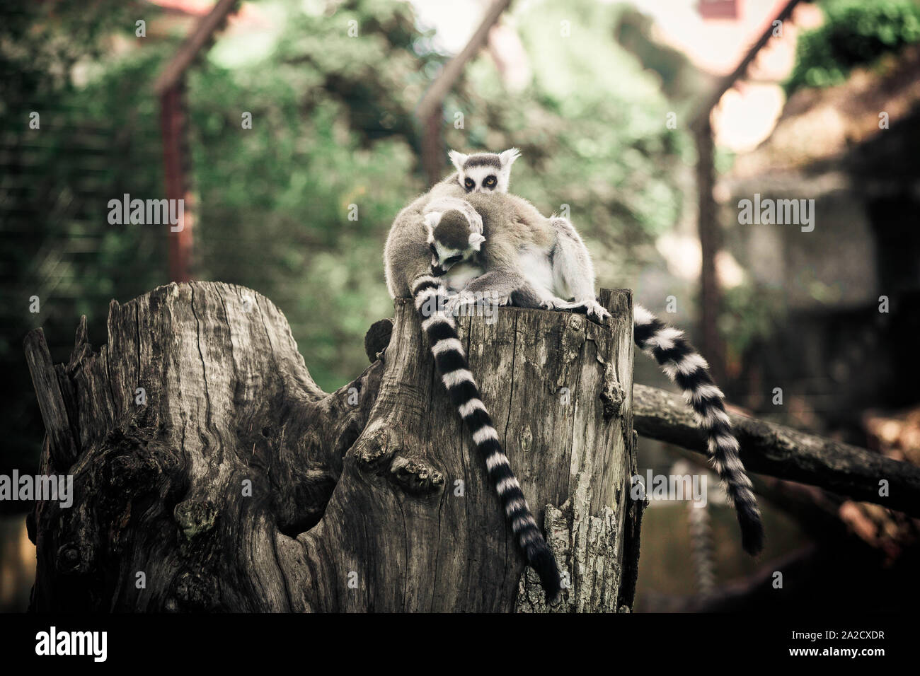 Lemuri che puliscono ogni altro Foto Stock