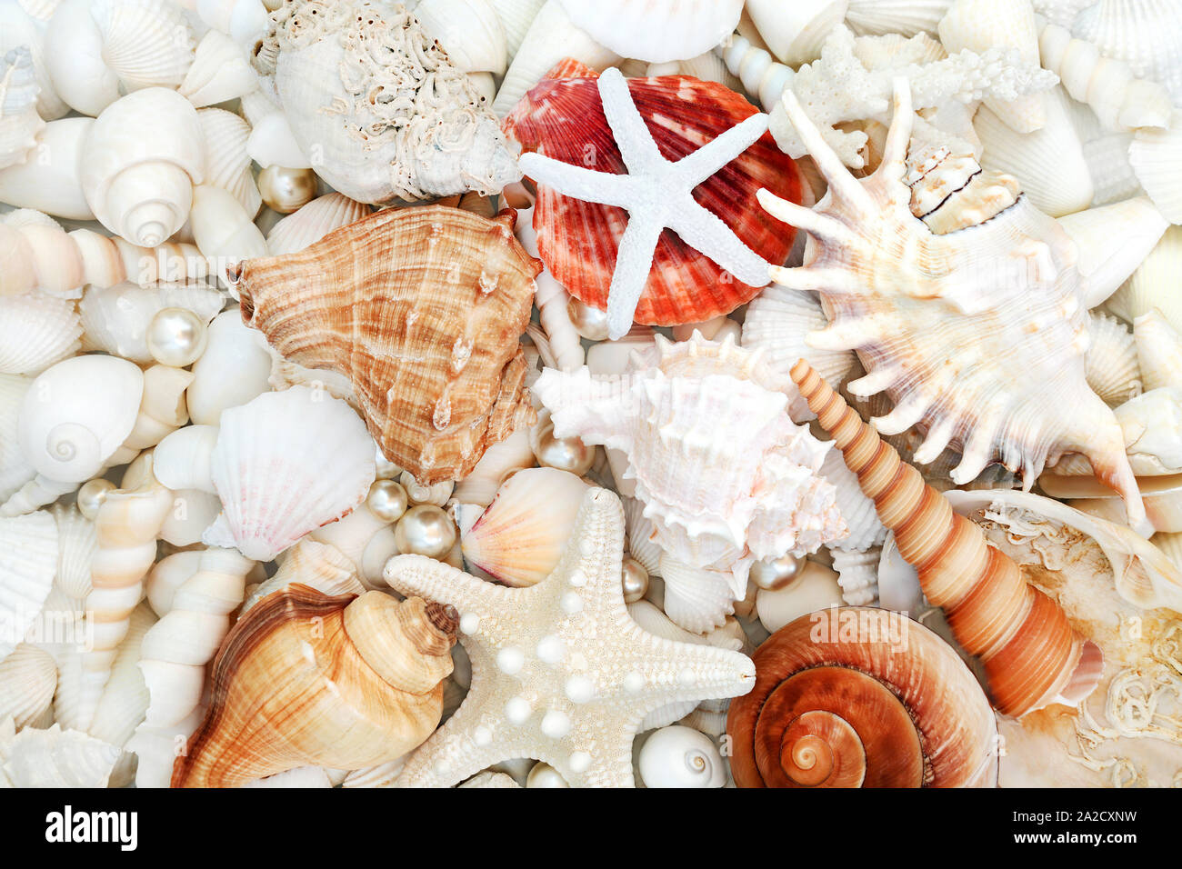 Seashell abstract sfondo con un larrge varietà di gusci di ostriche e perle. Foto Stock