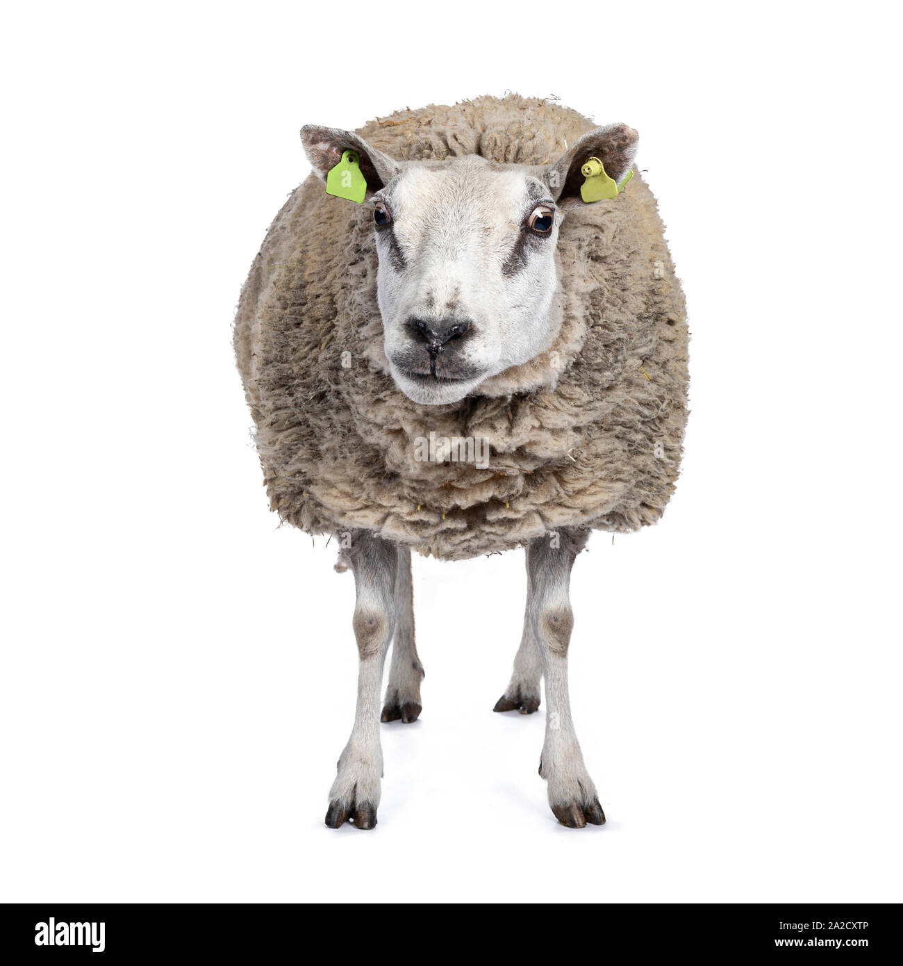 Corpo pieno colpo di comune pecore bianche in pieno la lana, vista frontale. Guardando alla fotocamera. Isolato su sfondo bianco. Foto Stock