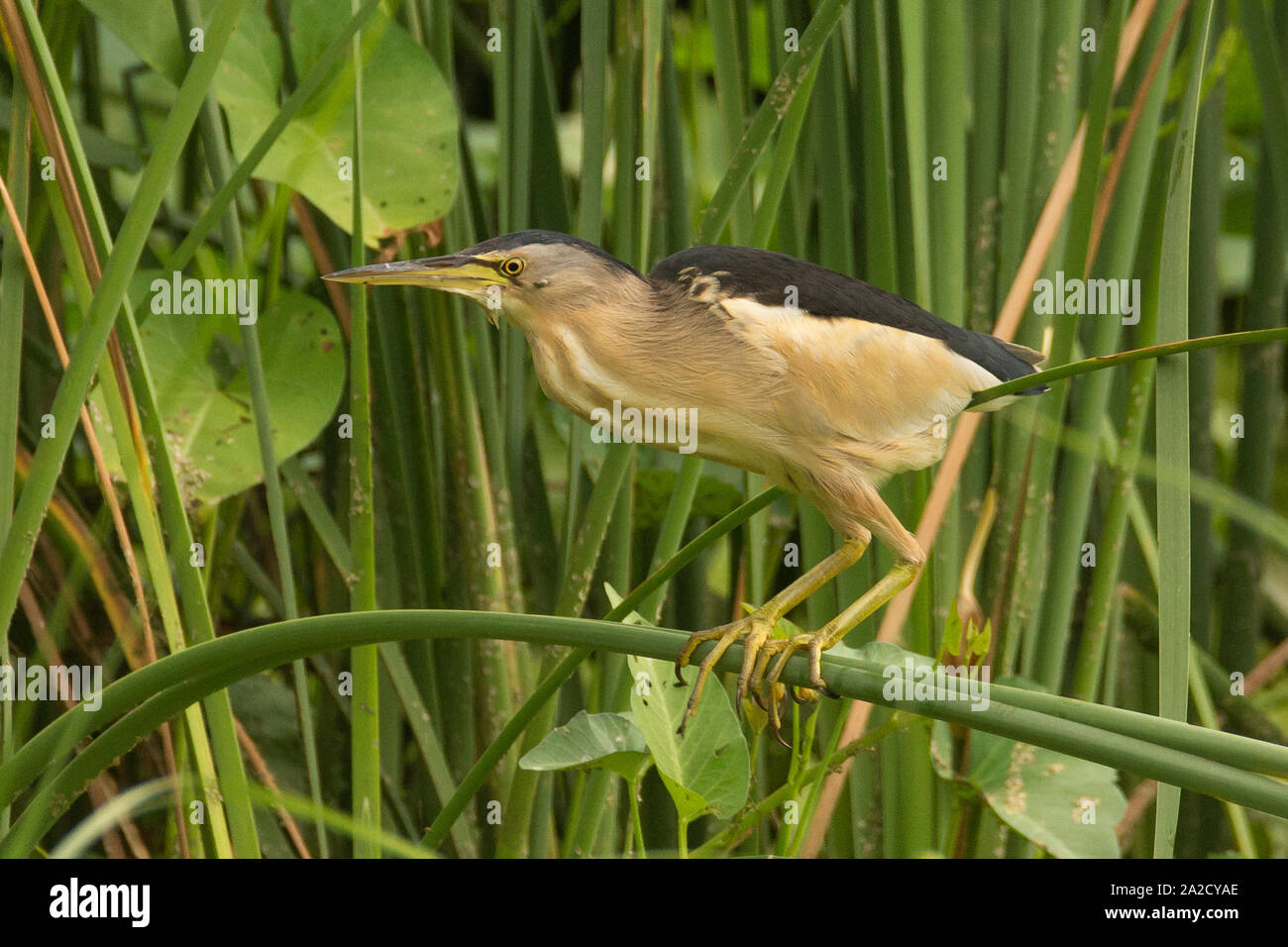Un maschio piccolo bittero (Ixobrychus minutus) vicino al santuario degli uccelli di Nal-sarovar Gujarat, India Foto Stock