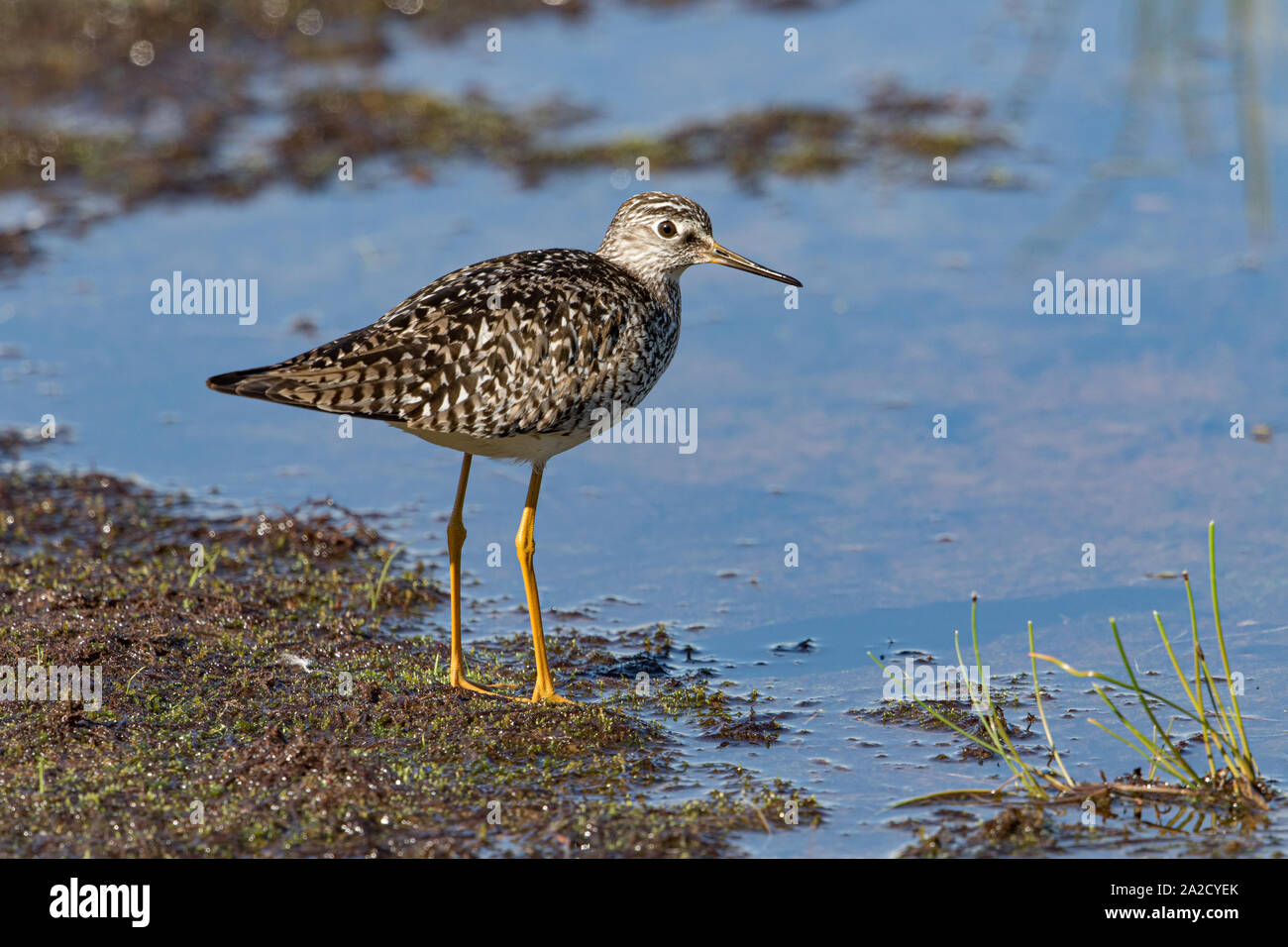 Tringa flavipes in Alaska Foto Stock