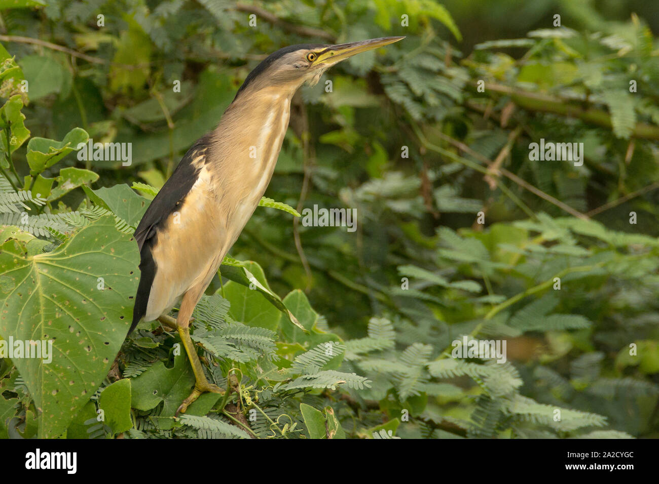 Un maschio piccolo bittero (Ixobrychus minutus) vicino al santuario degli uccelli di Nal-sarovar Gujarat, India Foto Stock
