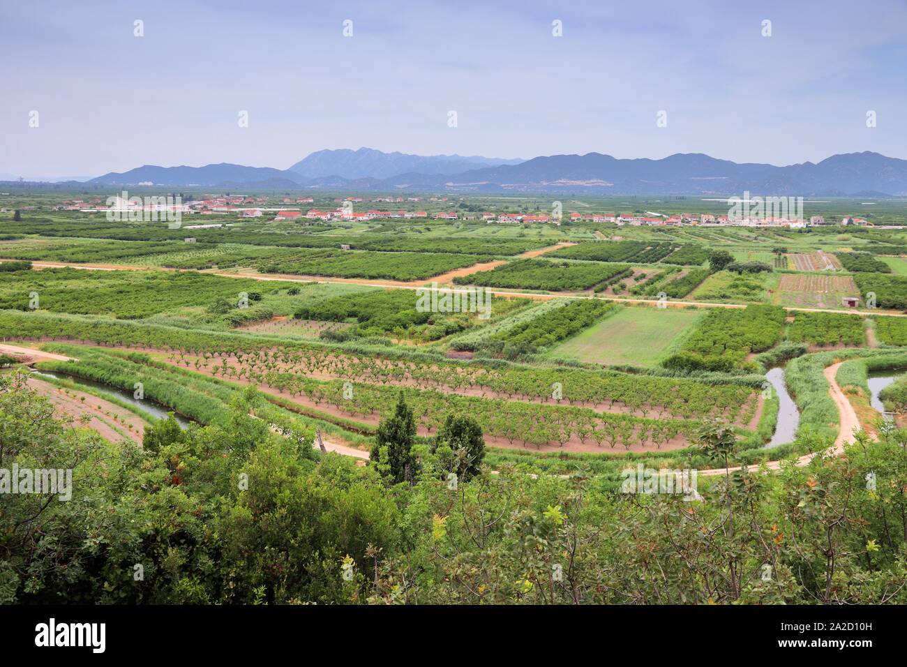 Delta Neretva il paesaggio agricolo, Croazia. I frutteti e i canali di irrigazione. Foto Stock